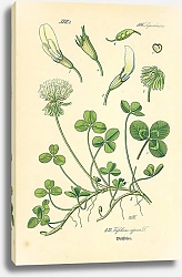Постер Leguminosae, Trifolium repens
