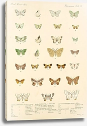Постер Годман Фредерик Insecta Lepidoptera-Heterocera Pl 050