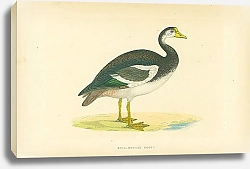 Постер Spur-Winged Goose 1