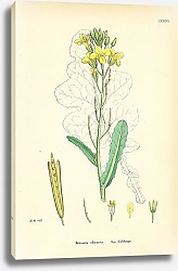 Постер Brassica Oleracea. Sea Cabbage. 1