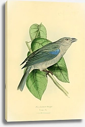 Постер Blue-shouldered Tanager