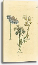 Постер Scabious, W. Saxifrage, Meadow Saxifrage