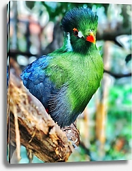 Постер Пестрая тропическая птица