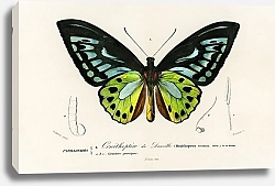 Постер Орнитоптера приам (Ornithoptera priamus)