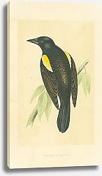 Постер Red-winged Starling 3