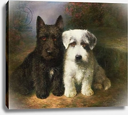 Постер Чевиот Лилиан A Scottish and a Sealyham Terrier
