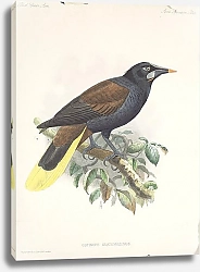 Постер Птицы J. G. Keulemans №1
