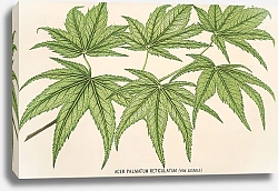 Постер Лемер Шарль Acer palmatum reticulatum