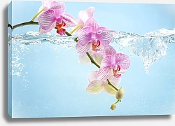 Постер Орхидея в воде