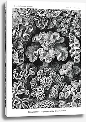 Постер Hexacoralla–Sechsstrahlige Sternkorallen