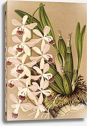Постер Лемер Шарль Epidendrum conspicuum
