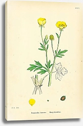 Постер Ranunculus Hirsutus. Hairy Crowfoot. 1