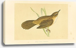 Постер Great Sedge Warbler 5