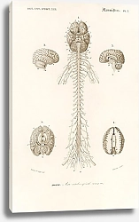 Постер Человеческий мозг