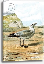 Постер Школа: Английская 20в. Seagull