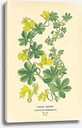 Постер Canary Creeper (Tropaeolum Peregrinum)