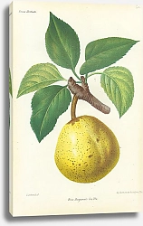 Постер Poire Bergamote Leseble 2