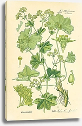 Постер Rosaceae, Poterieae, Alchemilla vulgaris