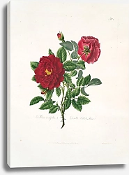 Постер Лоуренс Мэри Rosa centifolia
