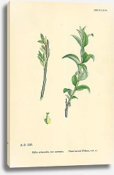 Постер Salix Arbuscula, var. carinata. Plum-leaved Willow