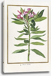 Постер Nerium oleander