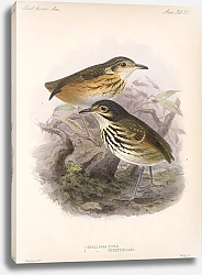 Постер Птицы J. G. Keulemans №55