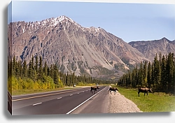 Постер Три лося, переходящие дорогу на фоне гор