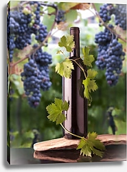 Постер Вино на винограднике