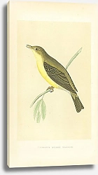 Постер Melodious Willow Warbler 3