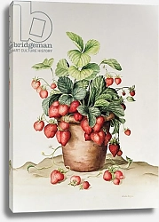 Постер Клейзер Амелия (совр) Strawberries in a pot, 1998
