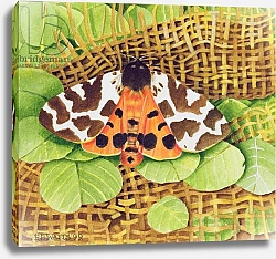 Постер Уоттс Э. (совр) Tiger Moth, 1999