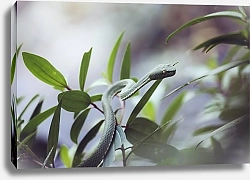 Постер Крошечная зеленая древесная змея на ветке