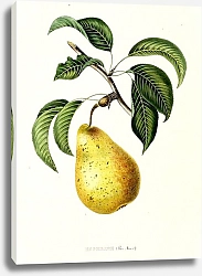 Постер Pears - Esperine