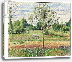 Постер Писсарро Камиль (Camille Pissarro) Meadow with Grey Horse, Eragny, 1893