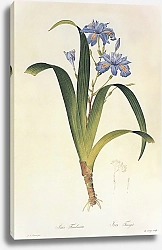 Постер Iris japonica Thunb