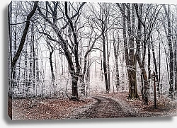 Постер Дорога в замерзшем зимнем лесу
