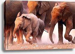 Постер Стадо бегущих слонов