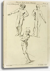 Постер Рубенс Петер (Pieter Paul Rubens) Three studies of male figures