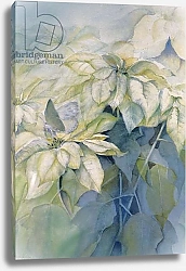Постер Армитаж Карен (совр) White Poinsettia