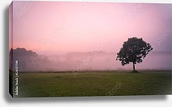 Постер Маленькое дерево в саванне розовым туманным утром