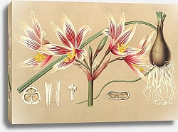 Постер Лемер Шарль Placea grandiflora
