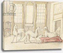 Постер Кастилс Питер Three Greyhounds in a room