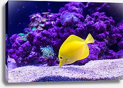 Постер Желтая рыбка у фиолетового коралла