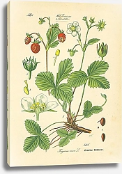 Постер Rosaceae, Potentilleae, Fragaria vesca