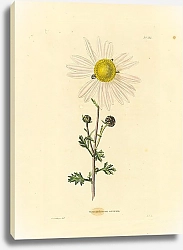 Постер Chrysanthemum Arcticum 1