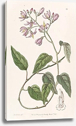 Постер Эдвардс Сиденем Hook-petalled Solanum