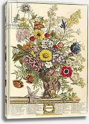 Постер Кастилс Питер November, from 'Twelve Months of Flowers' by Robert Furber engraved by Henry Fletcher