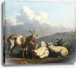 Постер Дуджардин Карел Овцы и козлы