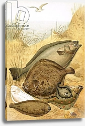 Постер Смит Джозеф (акв) Flat fish