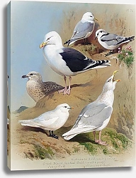 Постер Two kittiwake gulls, two great black-backed gulls, an ivory gull and a glaucous gull
